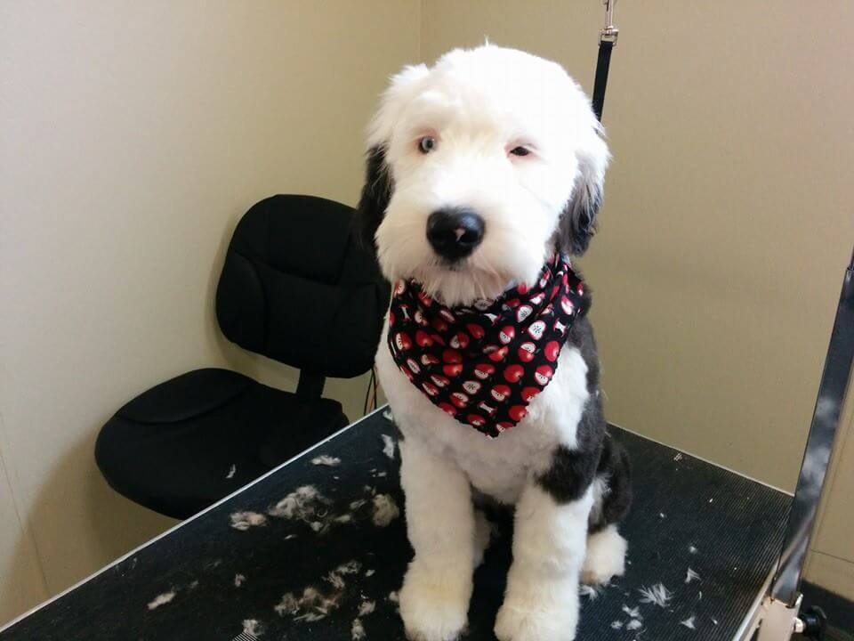 Animal House Pet Grooming