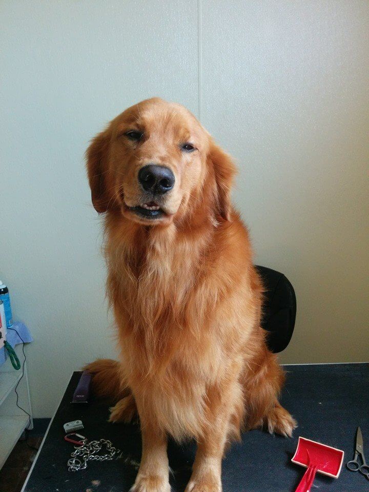 Animal House Pet Grooming