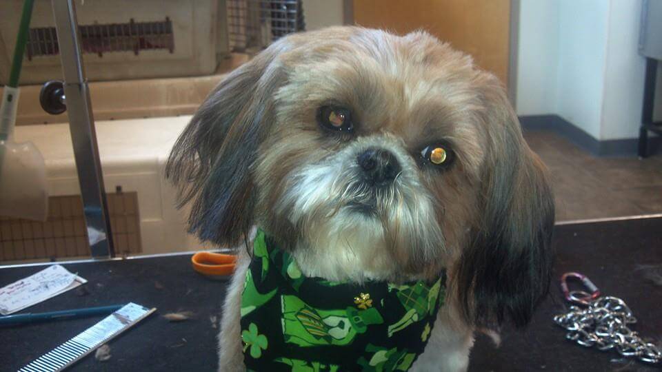 Animal House Pet Grooming