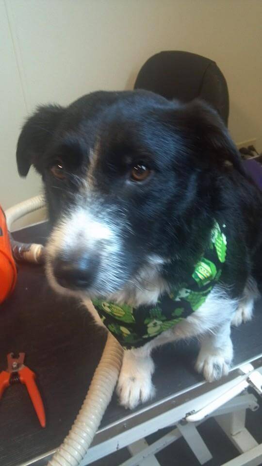 Animal House Pet Grooming