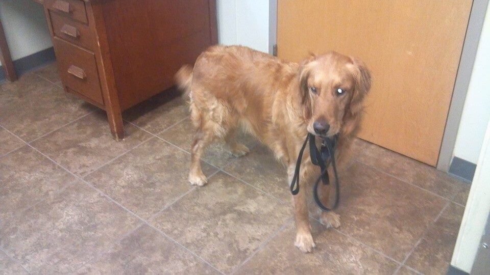 Animal House Pet Grooming