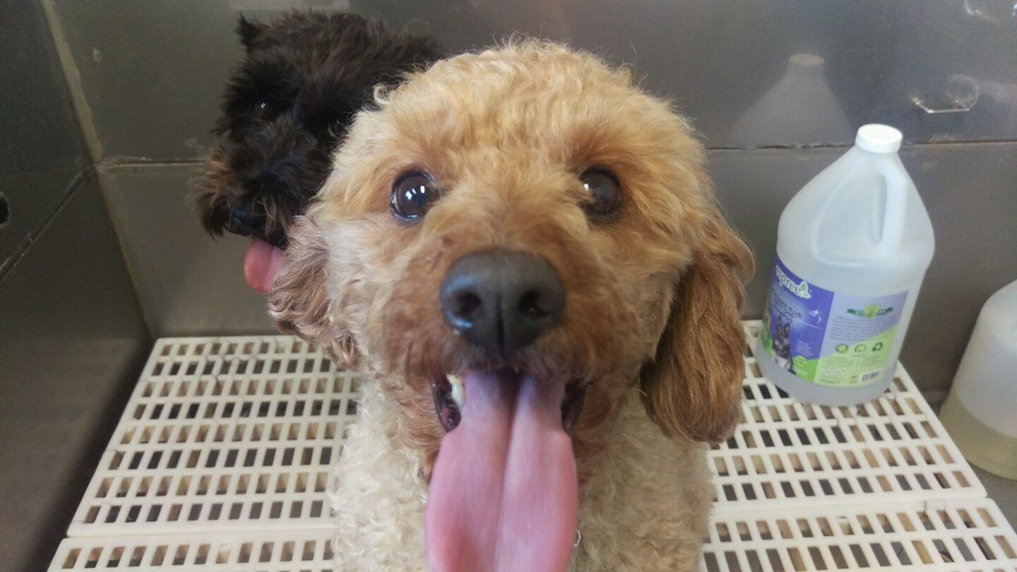 Animal House Pet Grooming