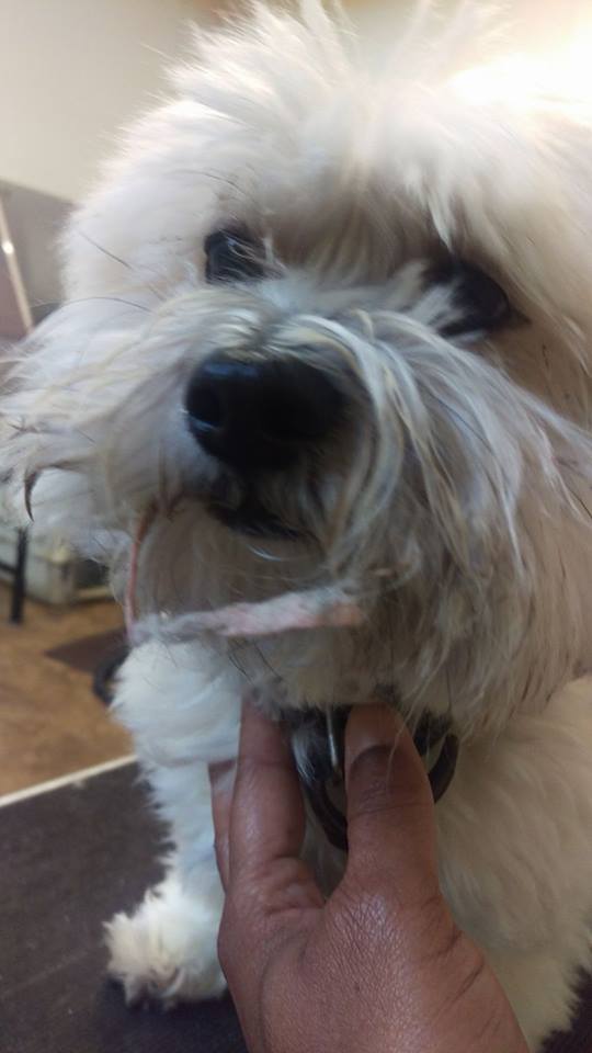 Animal House Pet Grooming