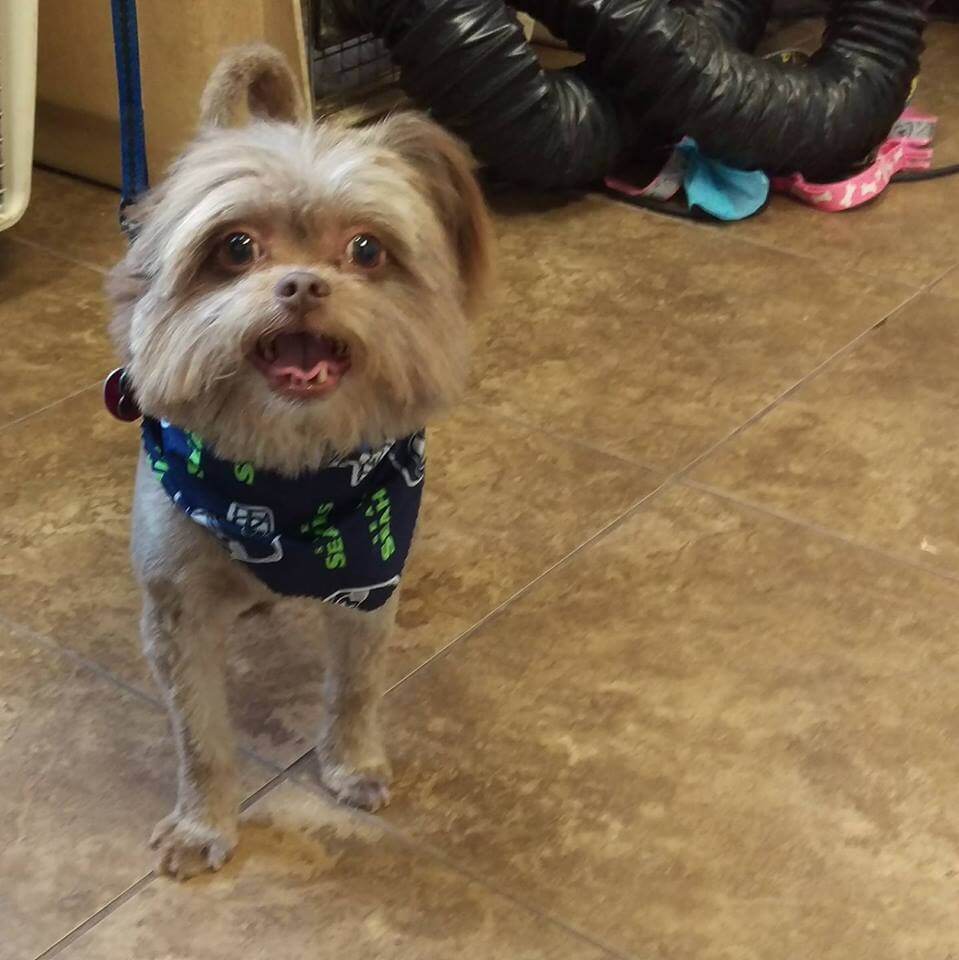 Animal House Pet Grooming