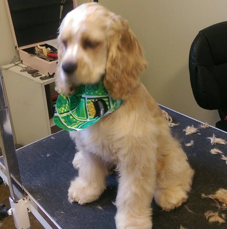 Animal House Pet Grooming