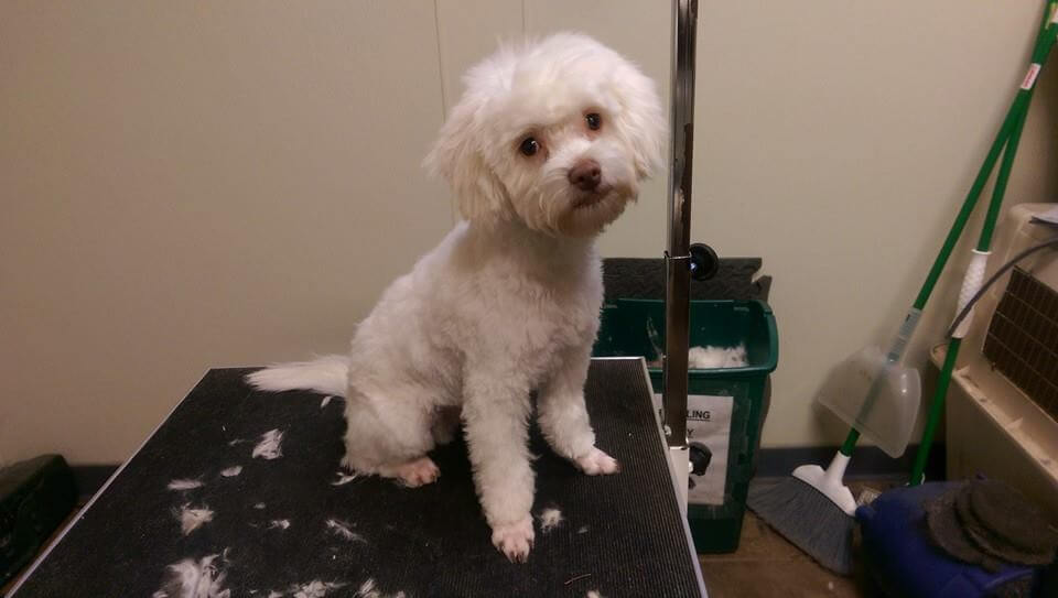 Animal House Pet Grooming