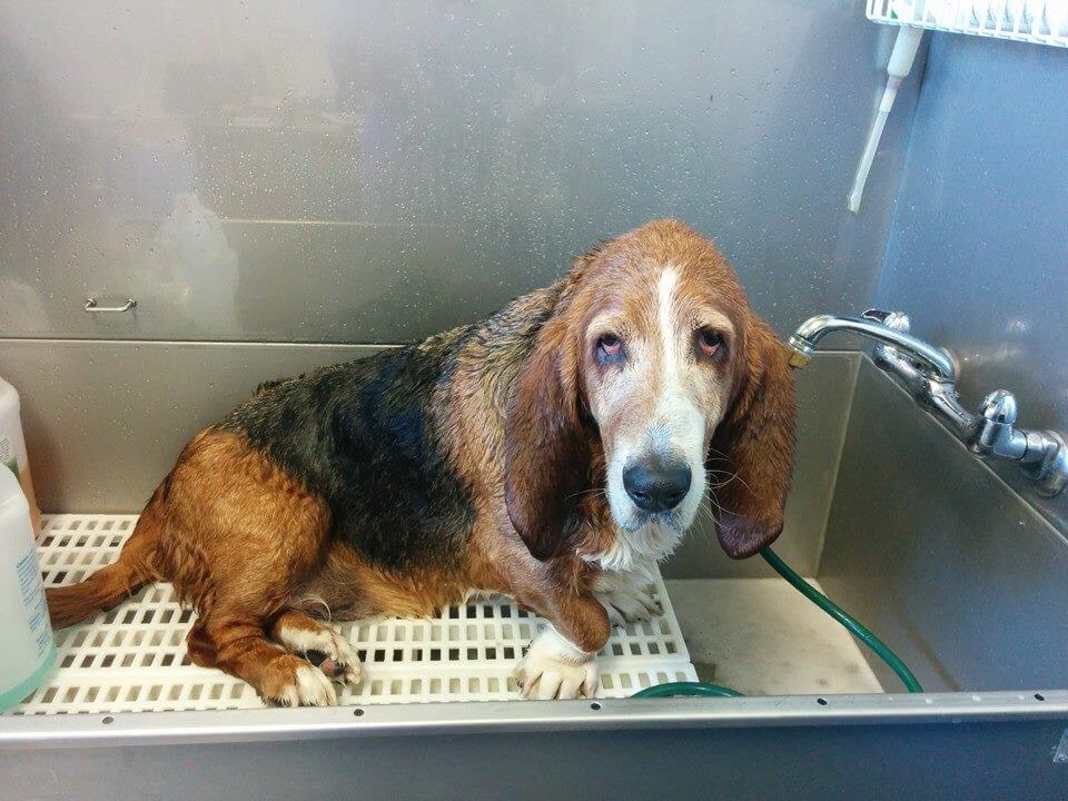 Animal House Pet Grooming