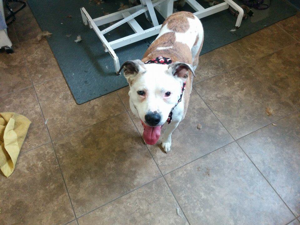 Animal House Pet Grooming