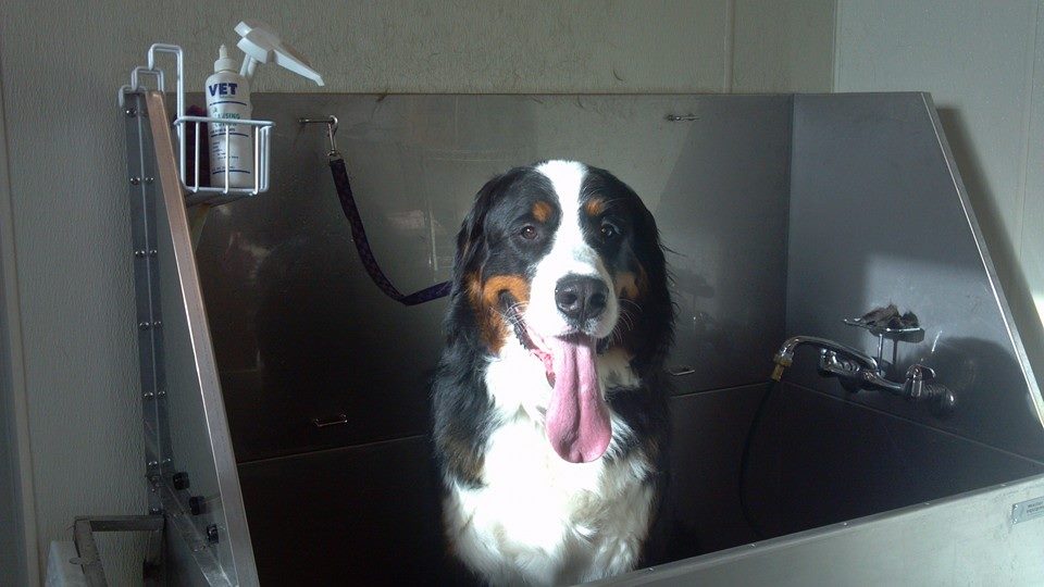 Animal House Pet Grooming