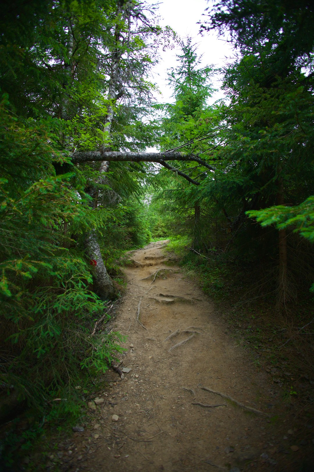 How to Quickly Offer Your Colorado Land for Fast Cash