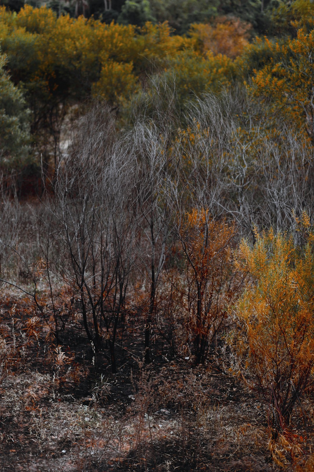 How to Navigate the Process of Selling Montana Land for Cash Like a Pro