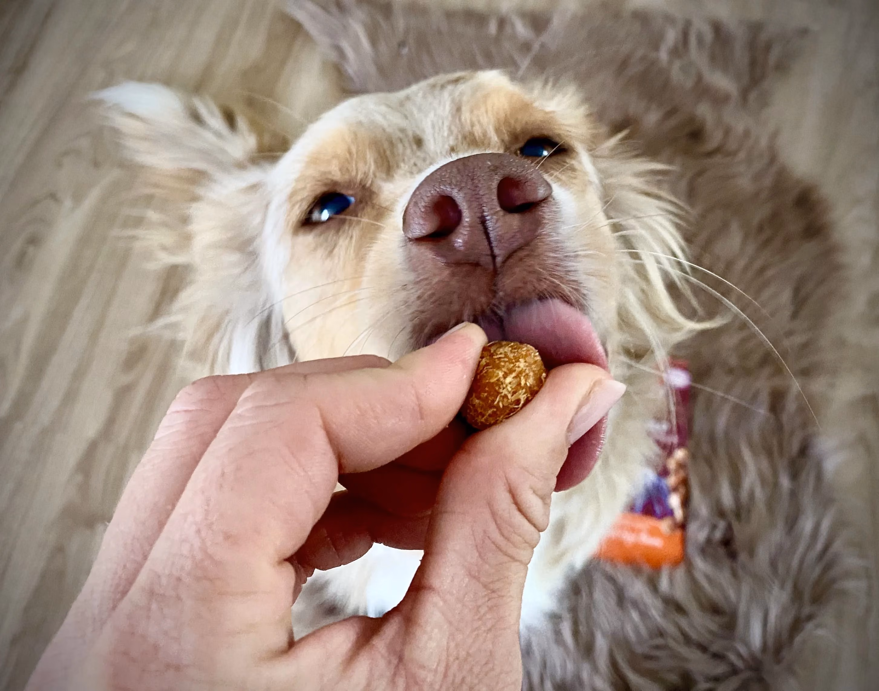 Hand hält einem Australian Shepherd aus der Ich-Perspektive einen Snack hin, der Hund leckt danach