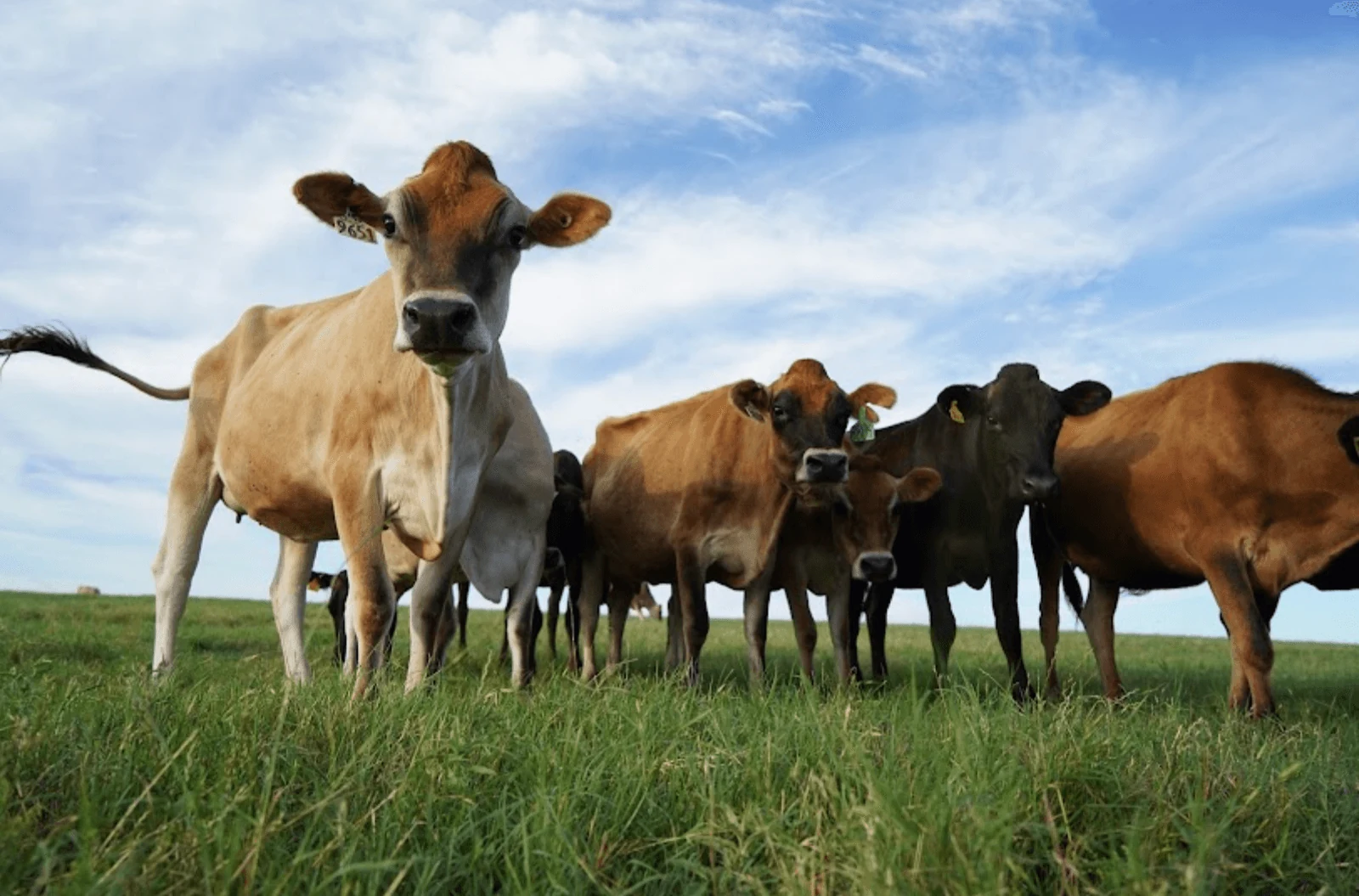 Armagh Creamery's Jersey cows on pasture