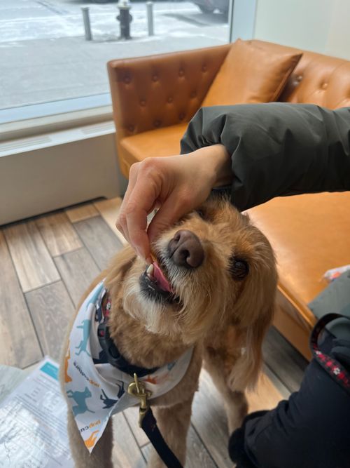 Happy dog at Pupculture SoHo