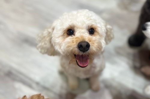 Dogs playing at Pupculture daycare