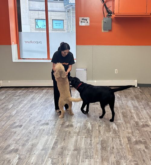 A poodle jumps up to greet a staff member