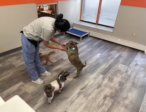 A staff member leads small-group play with three dogs
