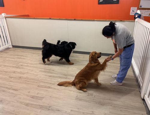 A golden retriever gives a staff member a high-five