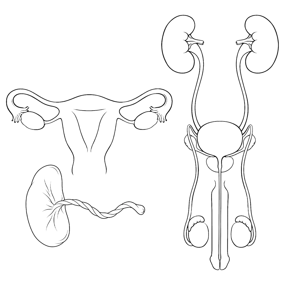 Genito-urinary & Placenta system diagram