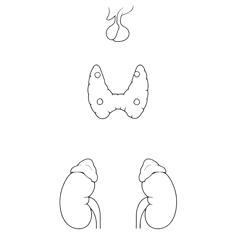 Endocrine system diagram