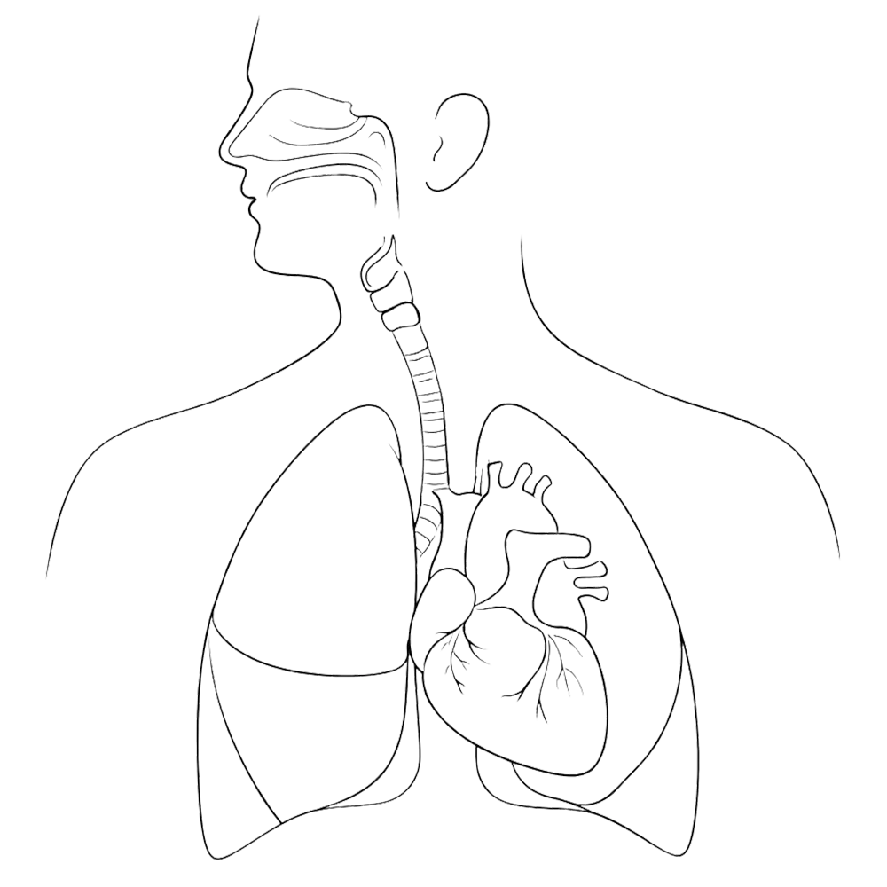 Respiratory & Cardiovascular system diagram
