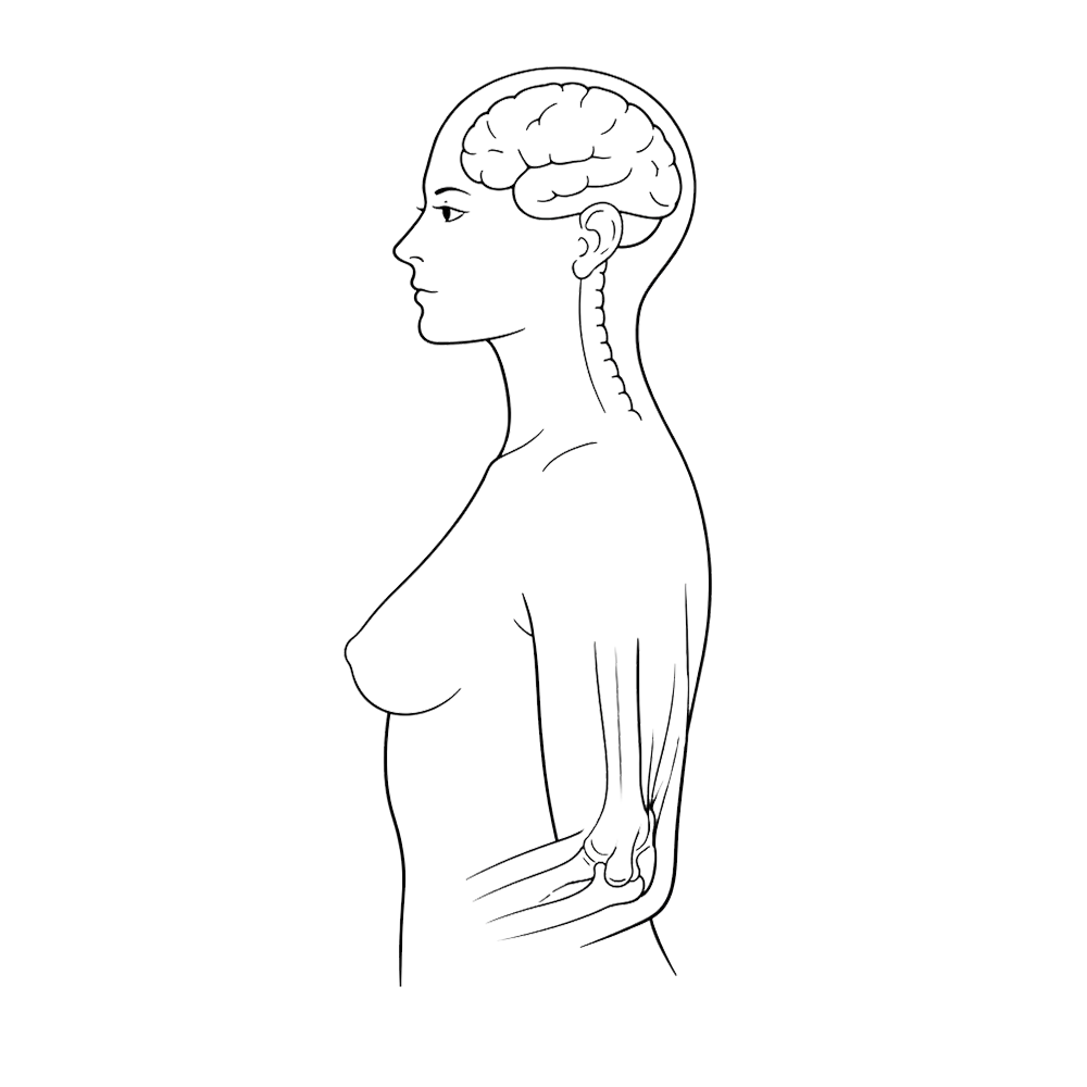 Integumentary Nervous Musculoskeletal Head&Neck system diagram