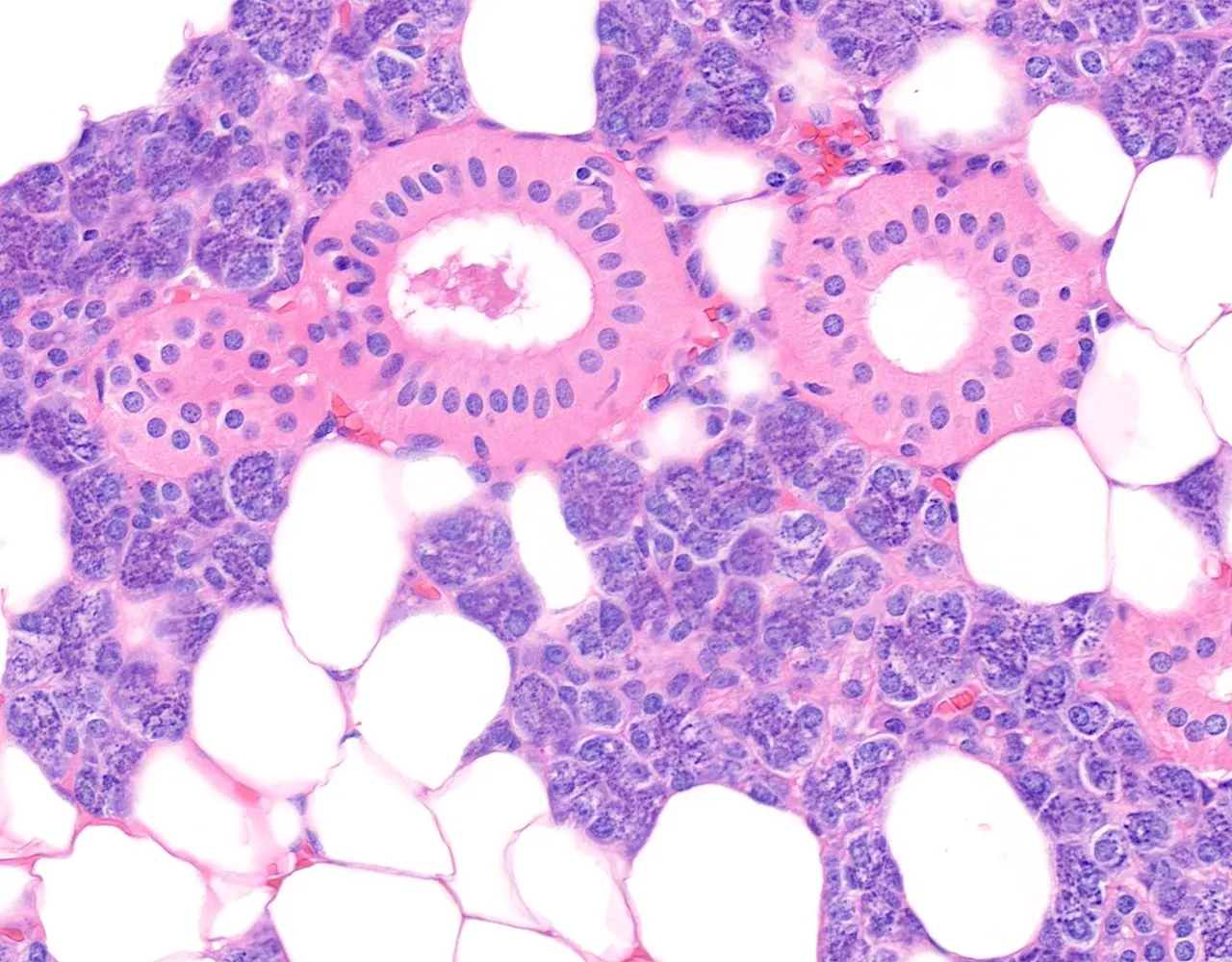 Striated ducts are lined by simple cuboidal to columnar epithelium and usually show a regular, rounded lumen. They receive secretions from intercalated ducts and drain into larger interlobular ducts.