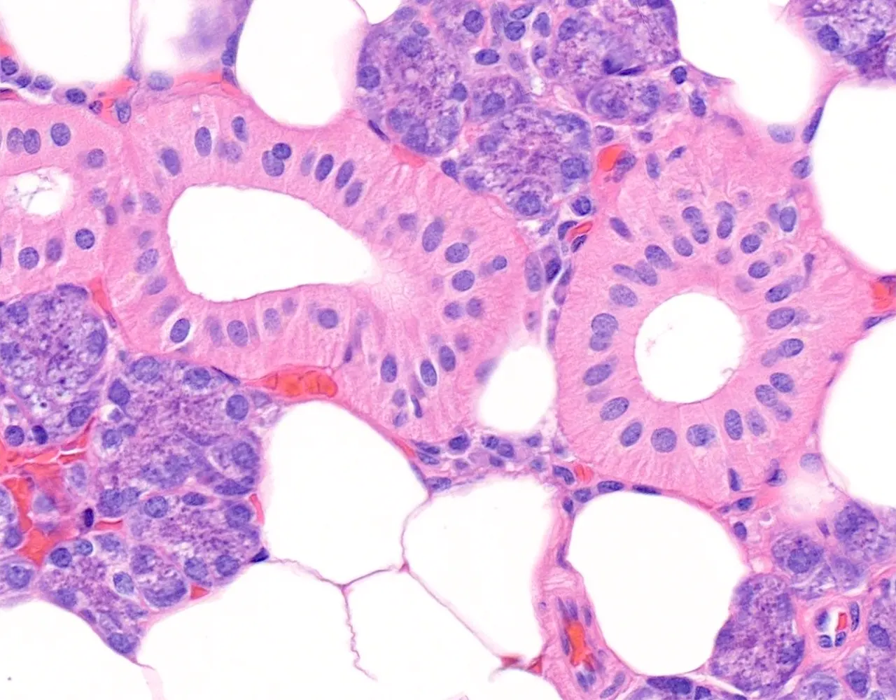The epithelial cells of striated ducts show basal striations, produced by basal plasma membrane infoldings.