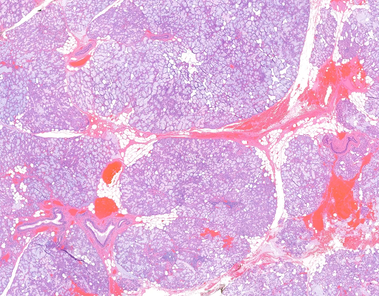 This section of the sublingual gland shows less prominent adipose tissue than the parotid gland, with clearly visible secretory acini.