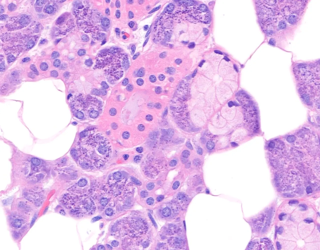 This section shows mucous acini capped by characteristic serous demilunes, along with an adjacent intercalated duct.