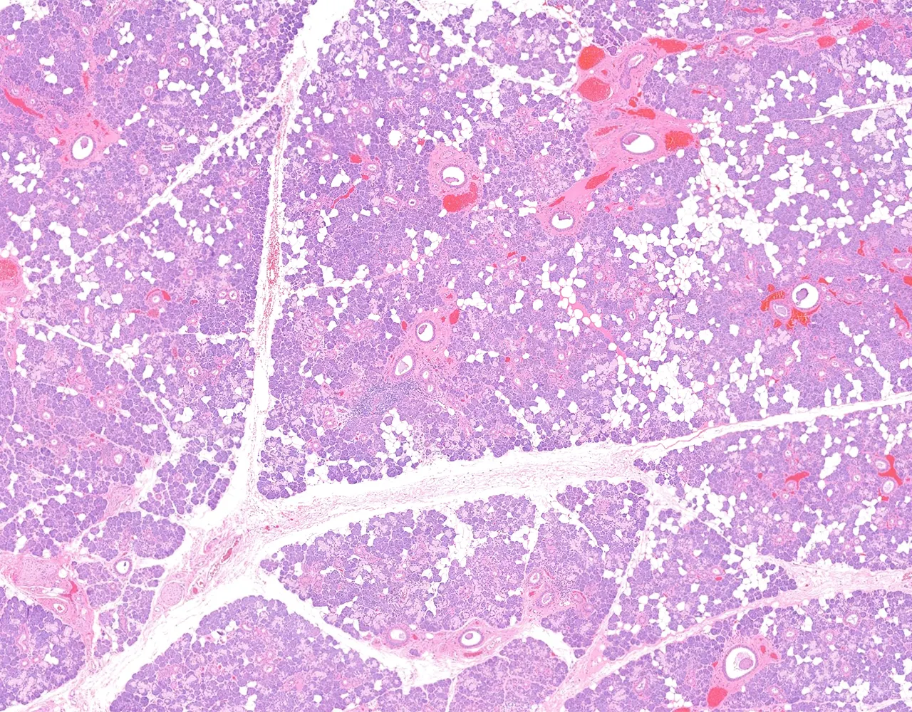 This section of the submandibular salivary gland shows glandular parenchyma with less adipose tissue than the parotid gland.