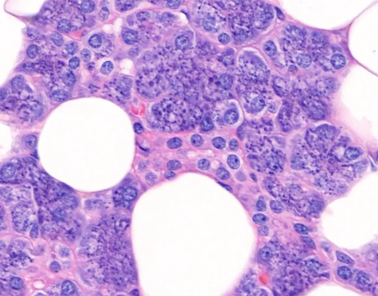 Intercalated ducts are closely associated with the acini and are lined by simple cuboidal epithelium, with small round nuclei and scant cytoplasm.