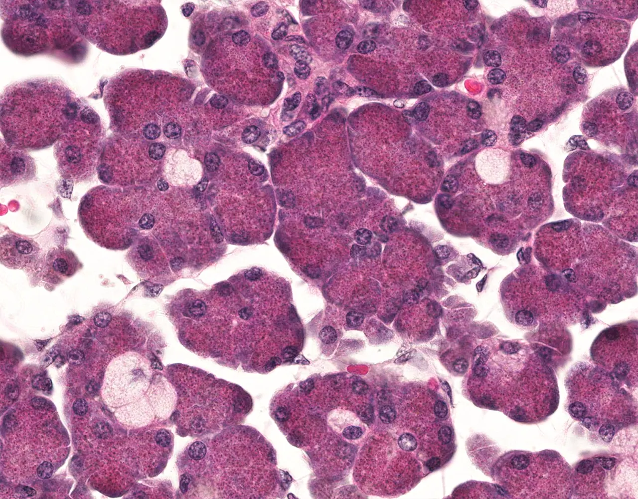 Serous acinar cells show basally located round nuclei, basophilic basal cytoplasm, and apical secretory granules.