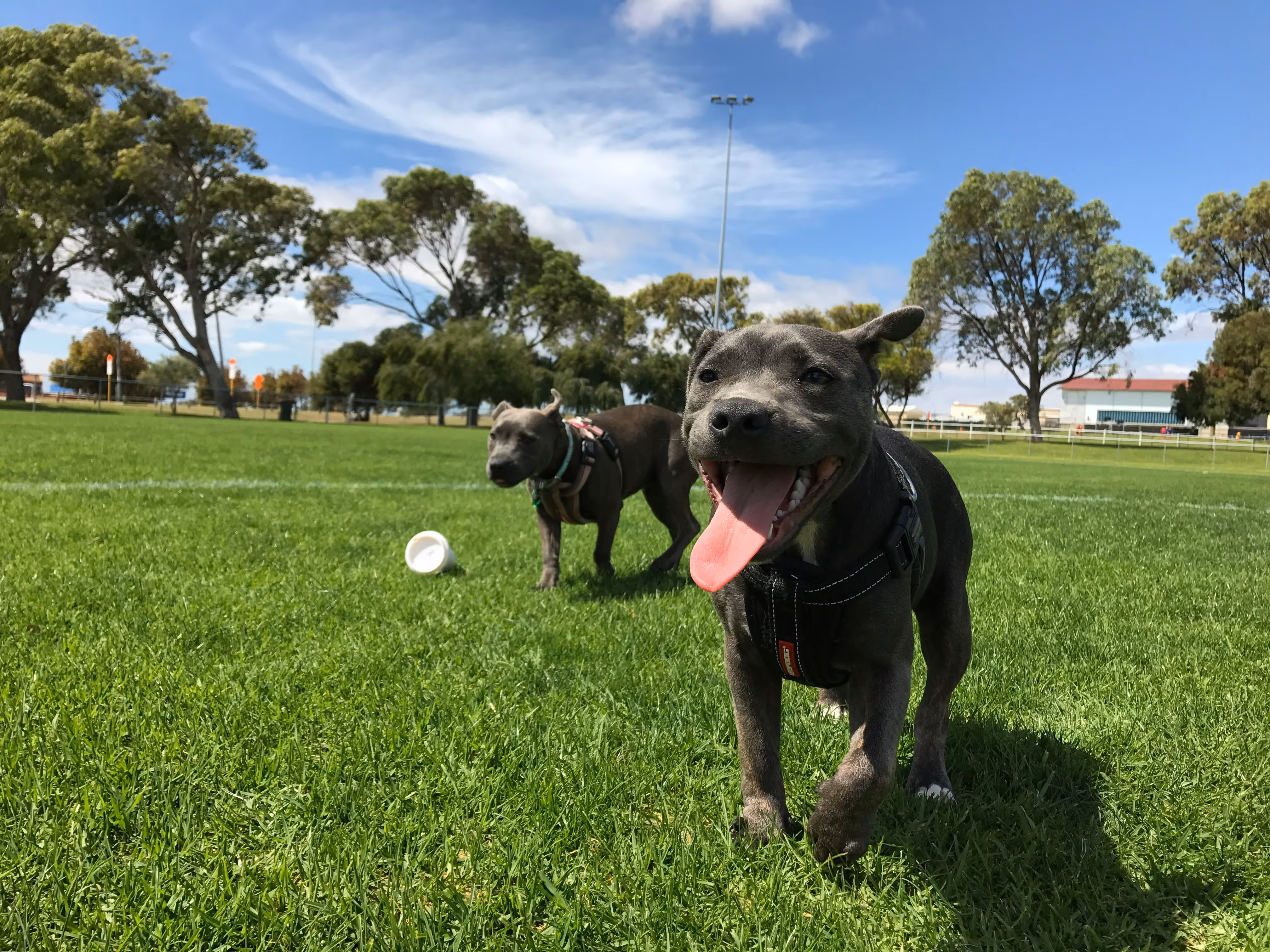 Two dogs running and playing in a Utah park