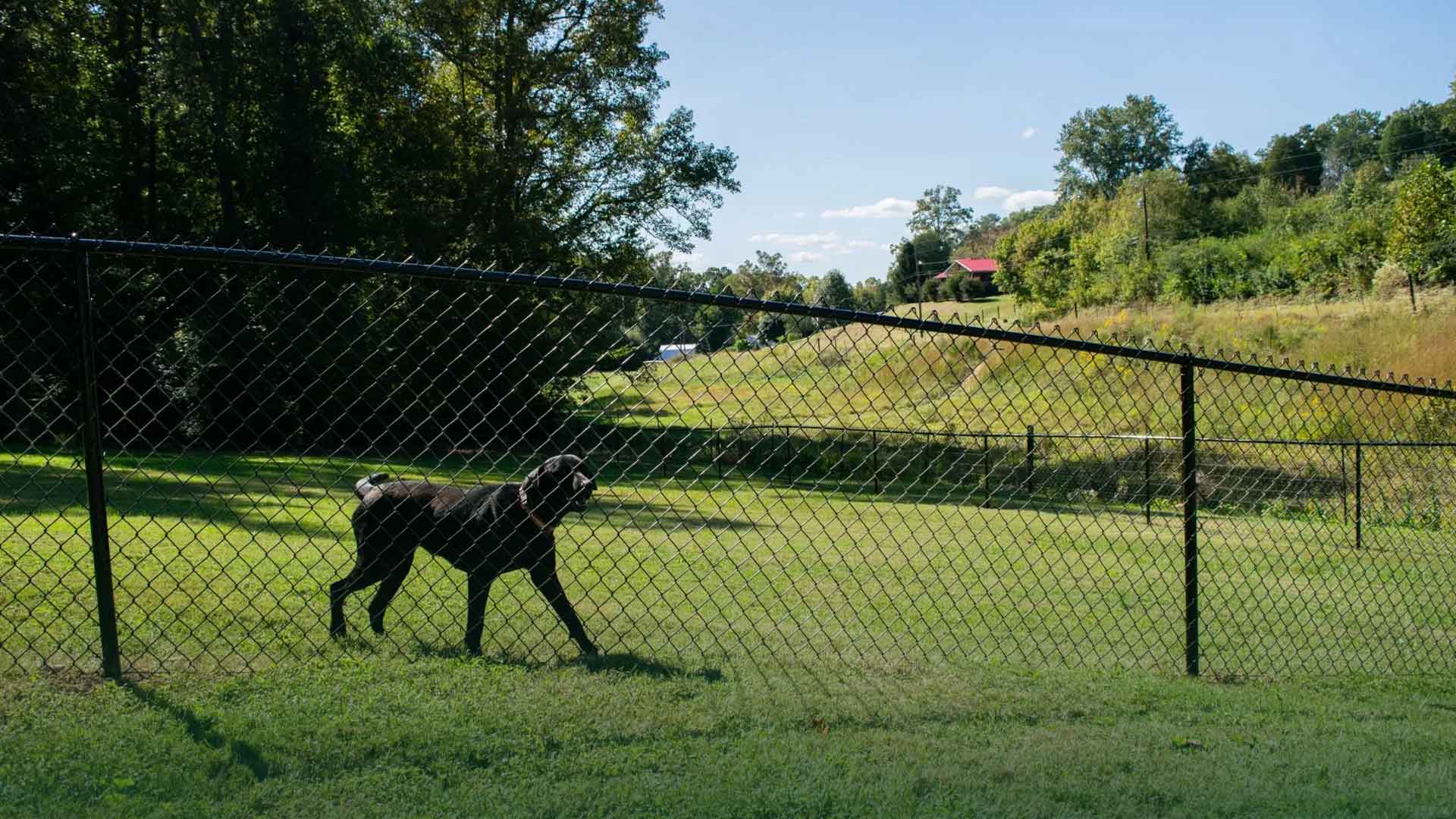 Black chain link fence running downhill across a grassy rural yard with a dog inside
