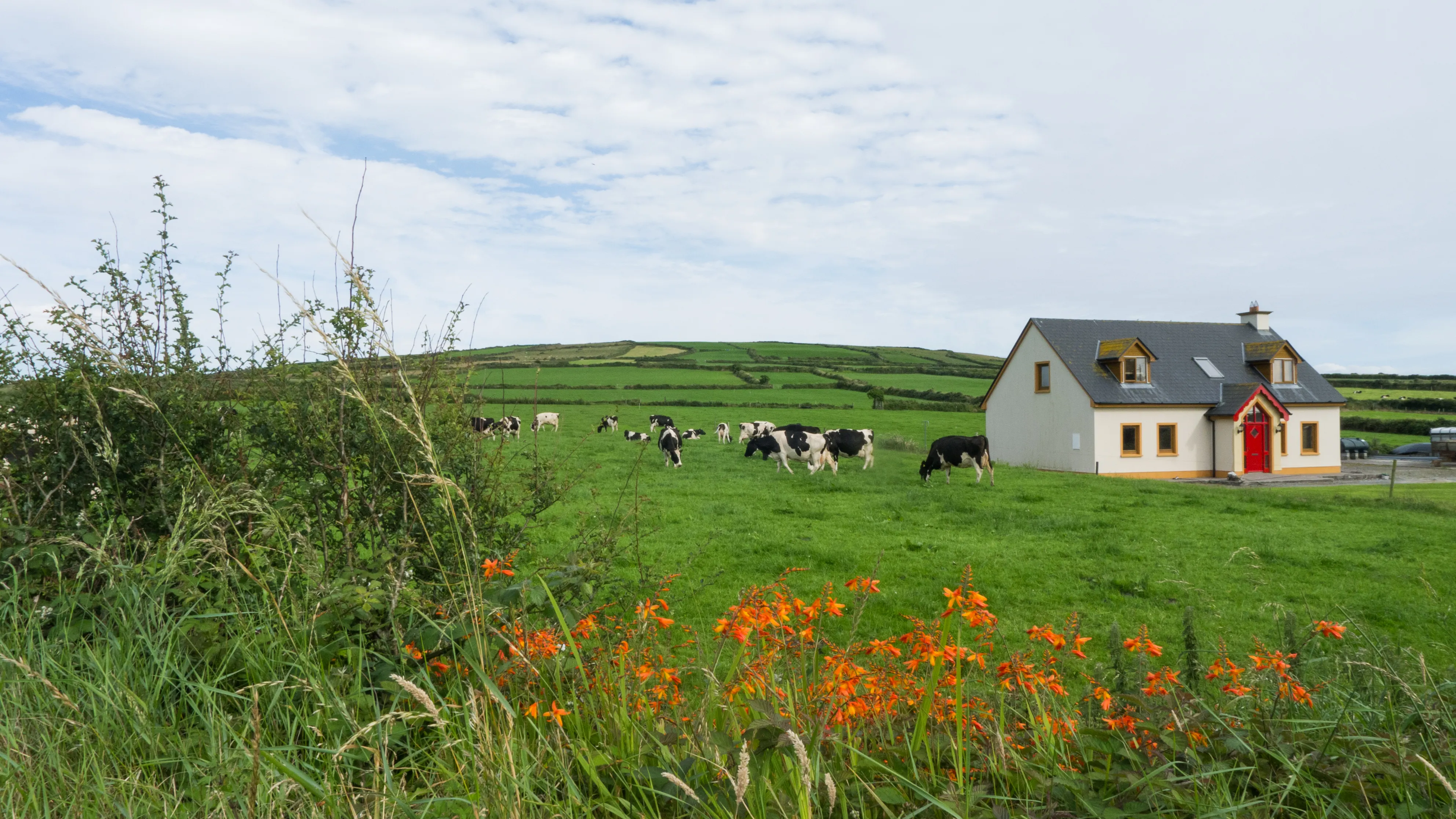 Detached house beside green fields and grazing cattle