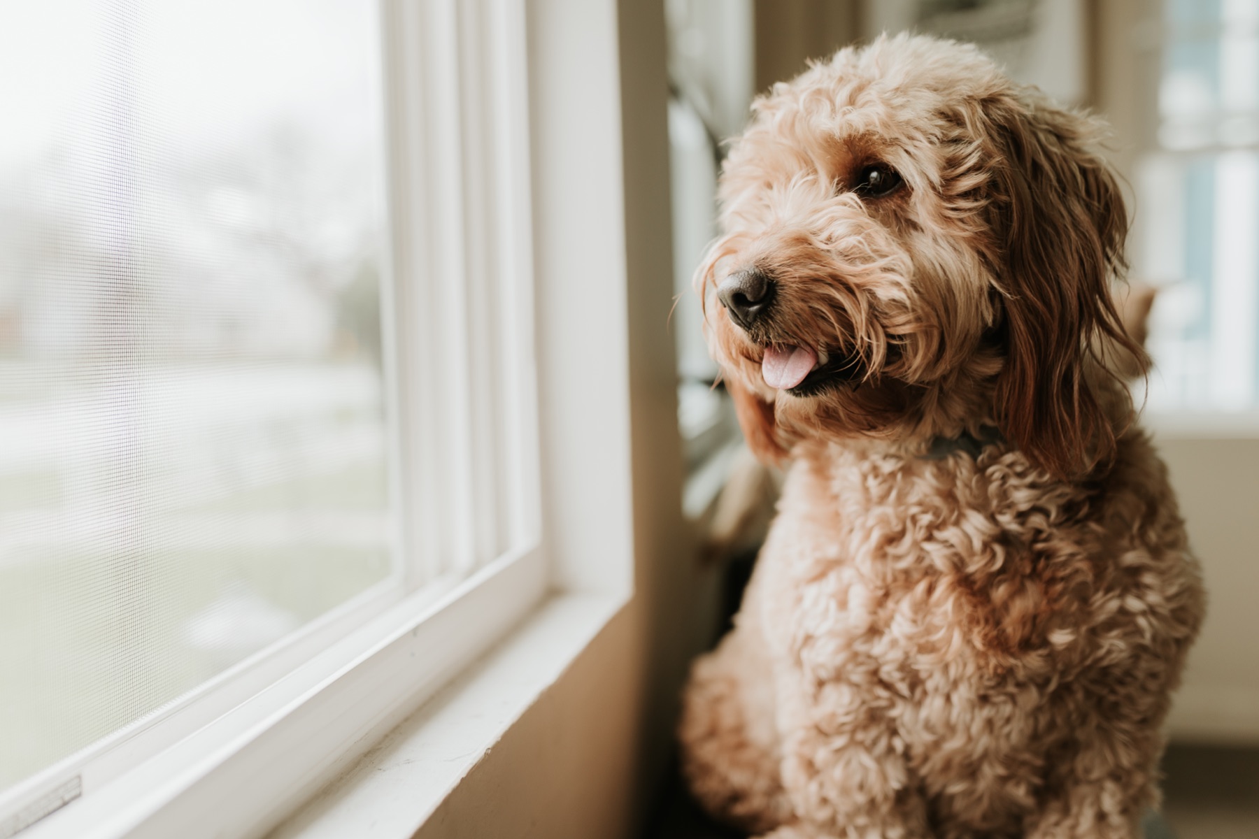 A curly-haired dog relaxing beside a bright window at home