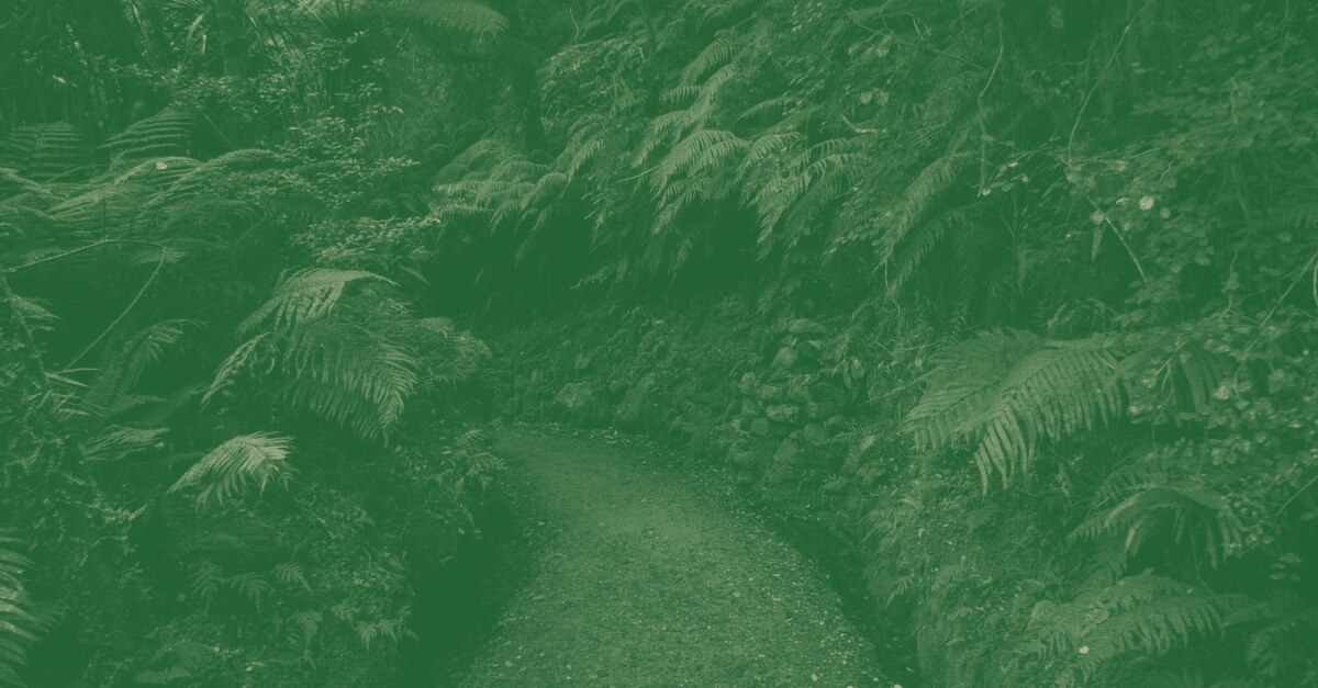 Lush green ferns and trees along a woodland path