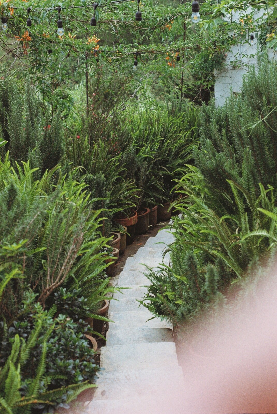 A leafy garden path lined with growing plants