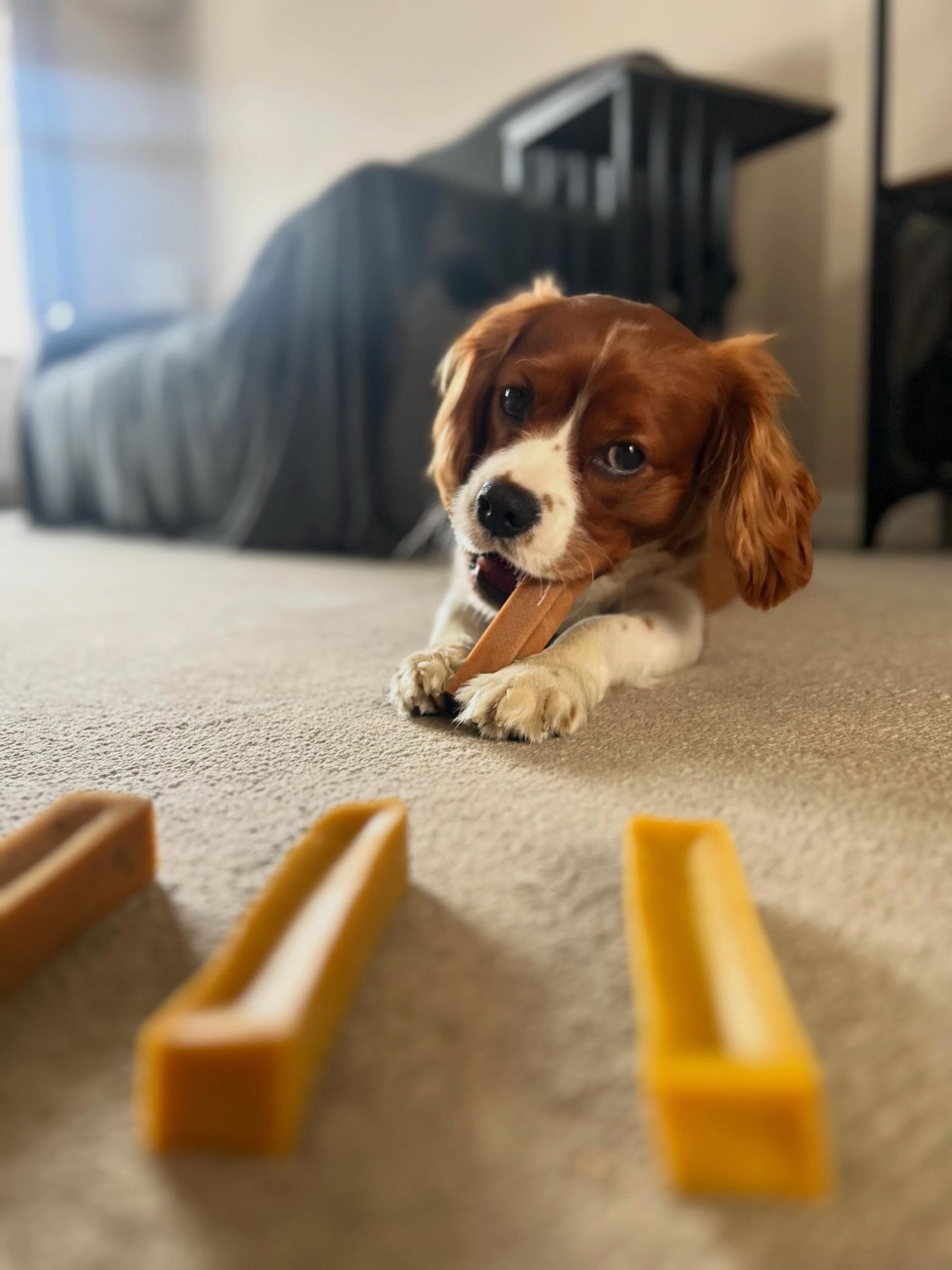 Puppy enjoying a Himalayan dog chew