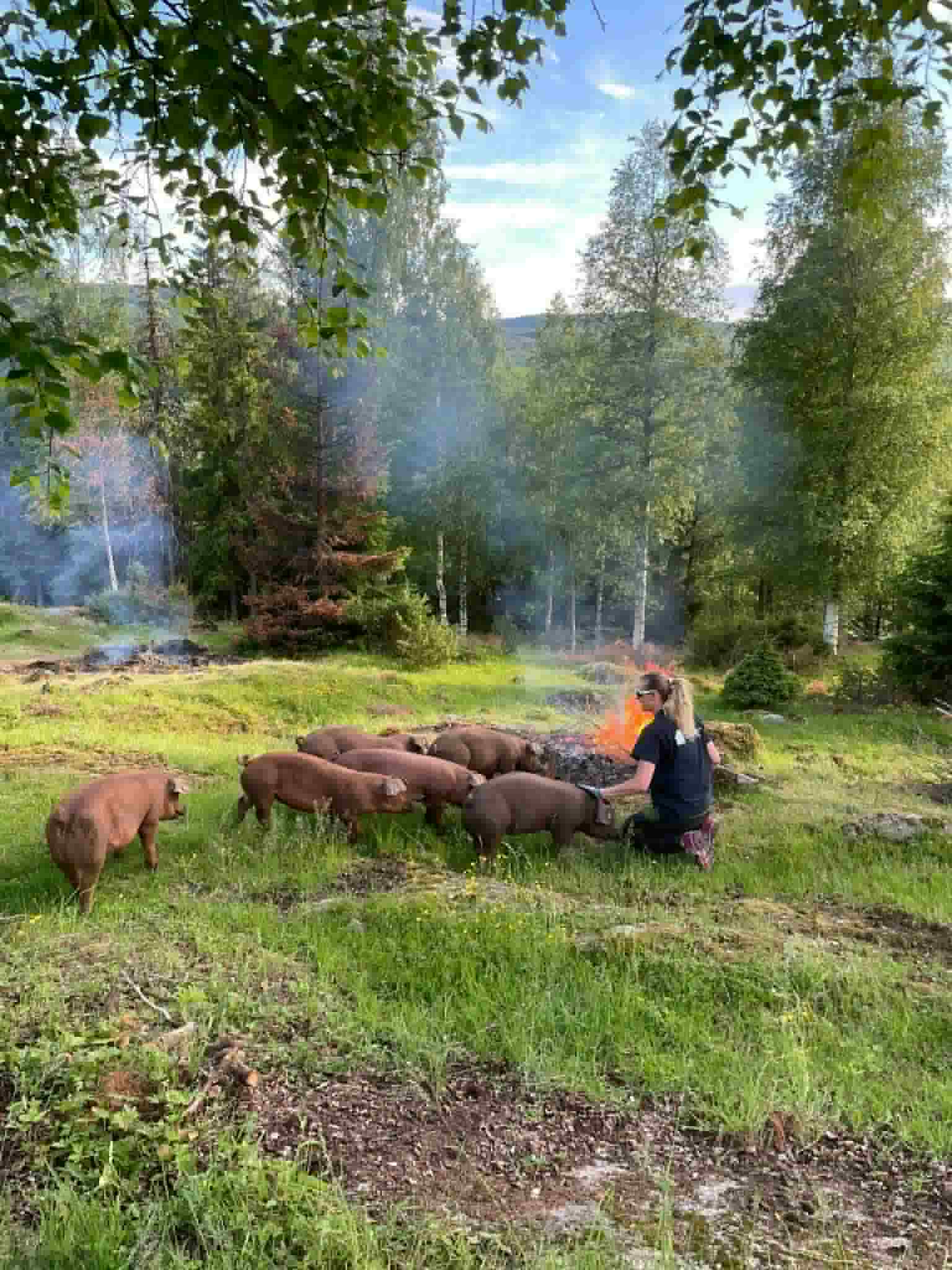Utegris fra Kabberud Gård