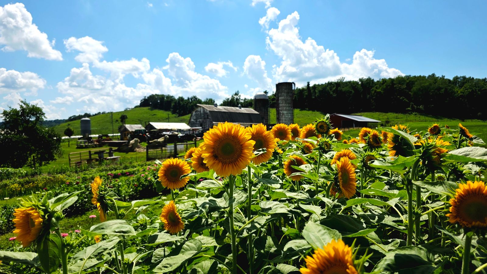 Wild Sonflower Farm, West Virginia