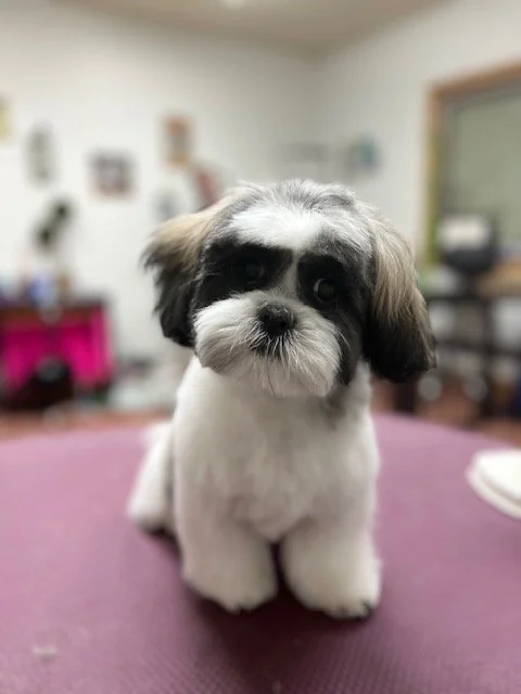 Fluffy pup at Muddy Paws West Jordan