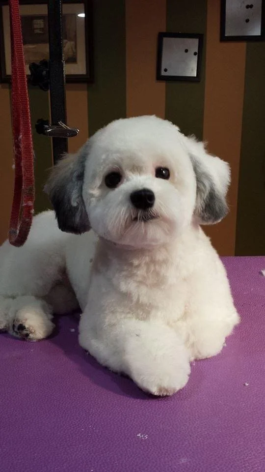 Happy dog after grooming Muddy Paws