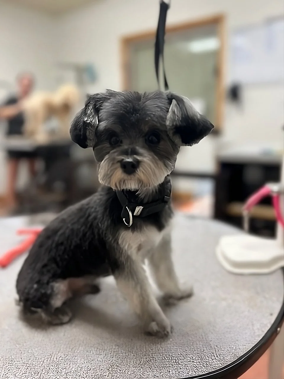 Freshly groomed dog at Muddy Paws