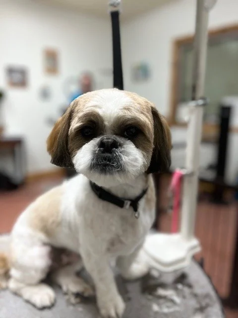 Groomed pup at Muddy Paws Utah