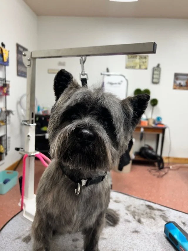 Dog at Muddy Paws Grooming West Jordan