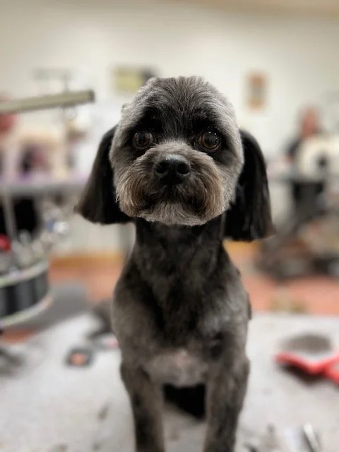 Happy groomed dog Muddy Paws
