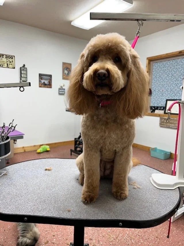 Cute groomed pup Muddy Paws