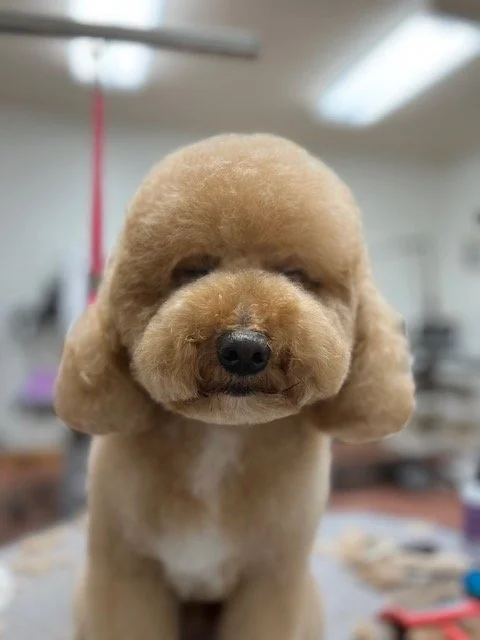 Dog after grooming at Muddy Paws